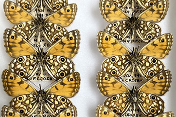 Credit: Isabella Robinson